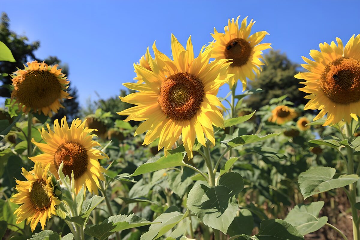 Bright Sunflower Fields Under Clear Skies