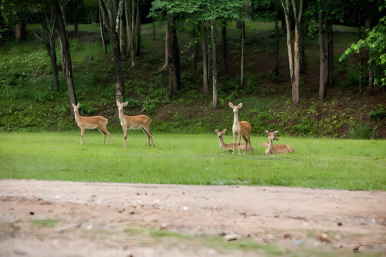 OCUK80055: Serene Deer in a Lush Green Landscape