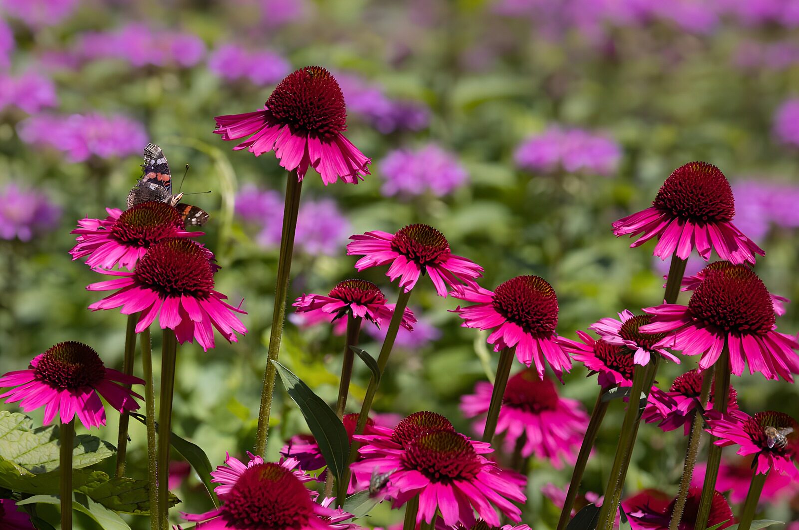 OCUK87864: Vibrant Pink Flowers with Butterfly