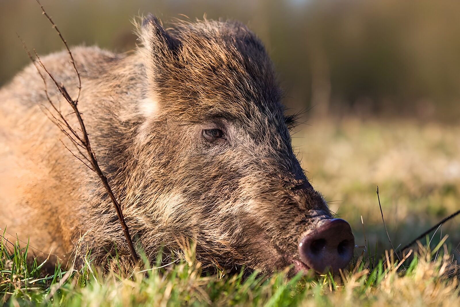 OCUK39981: Resting Wild Boar in the Meadow
