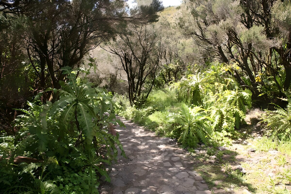 OCUK87528: La Gomera 29