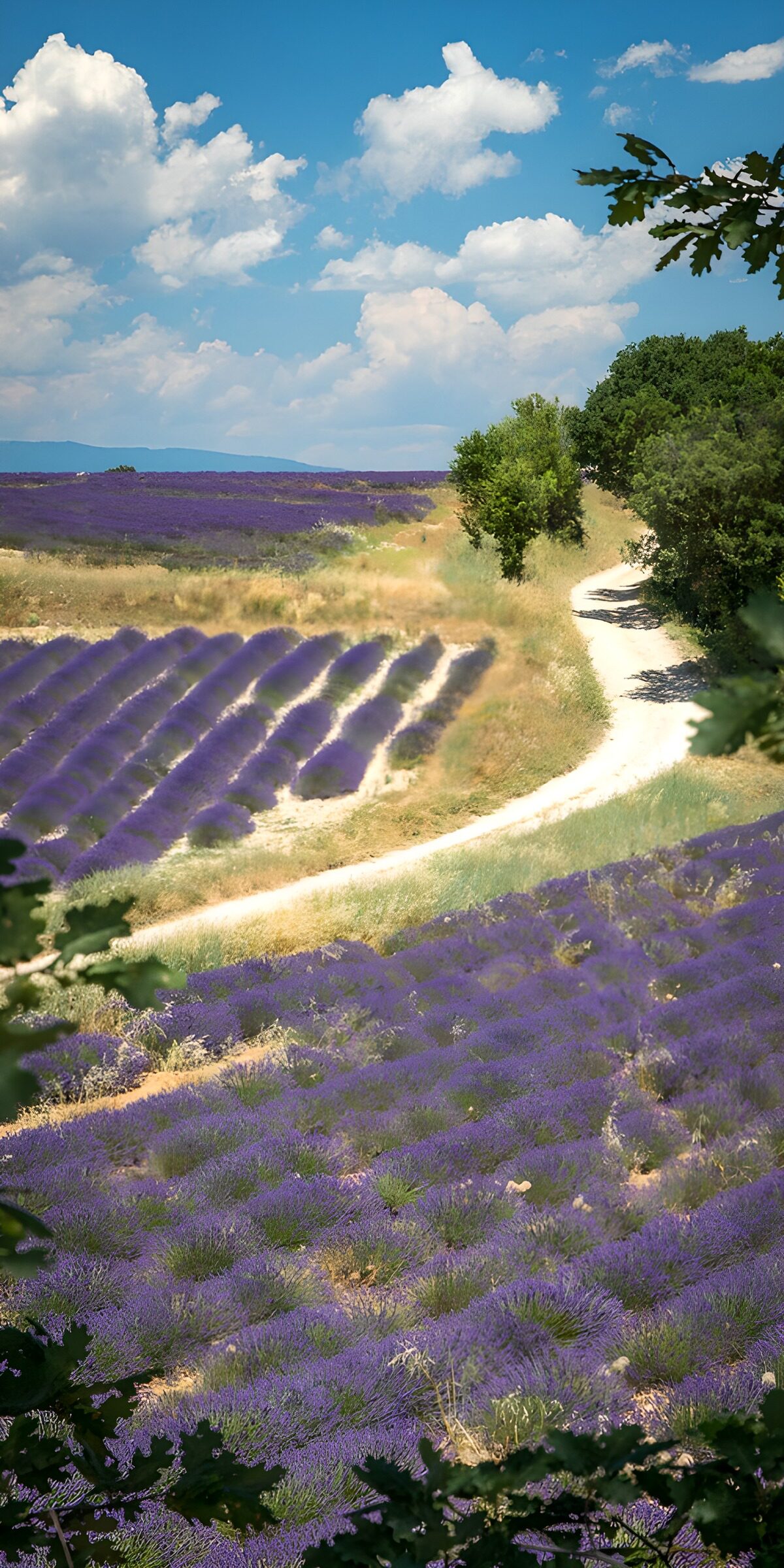 OCUK97750: Lavender Fields Under a Blue Sky
