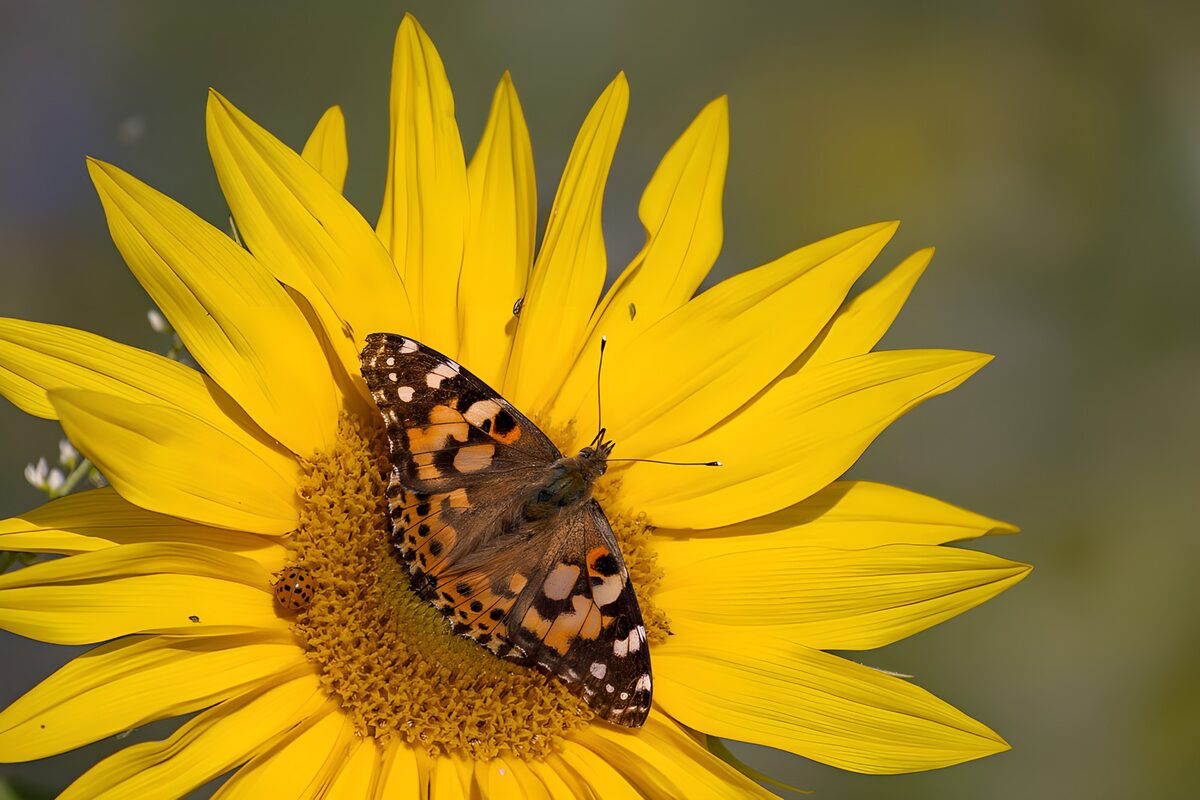 OCUK31666: Butterfly on a Sunflower