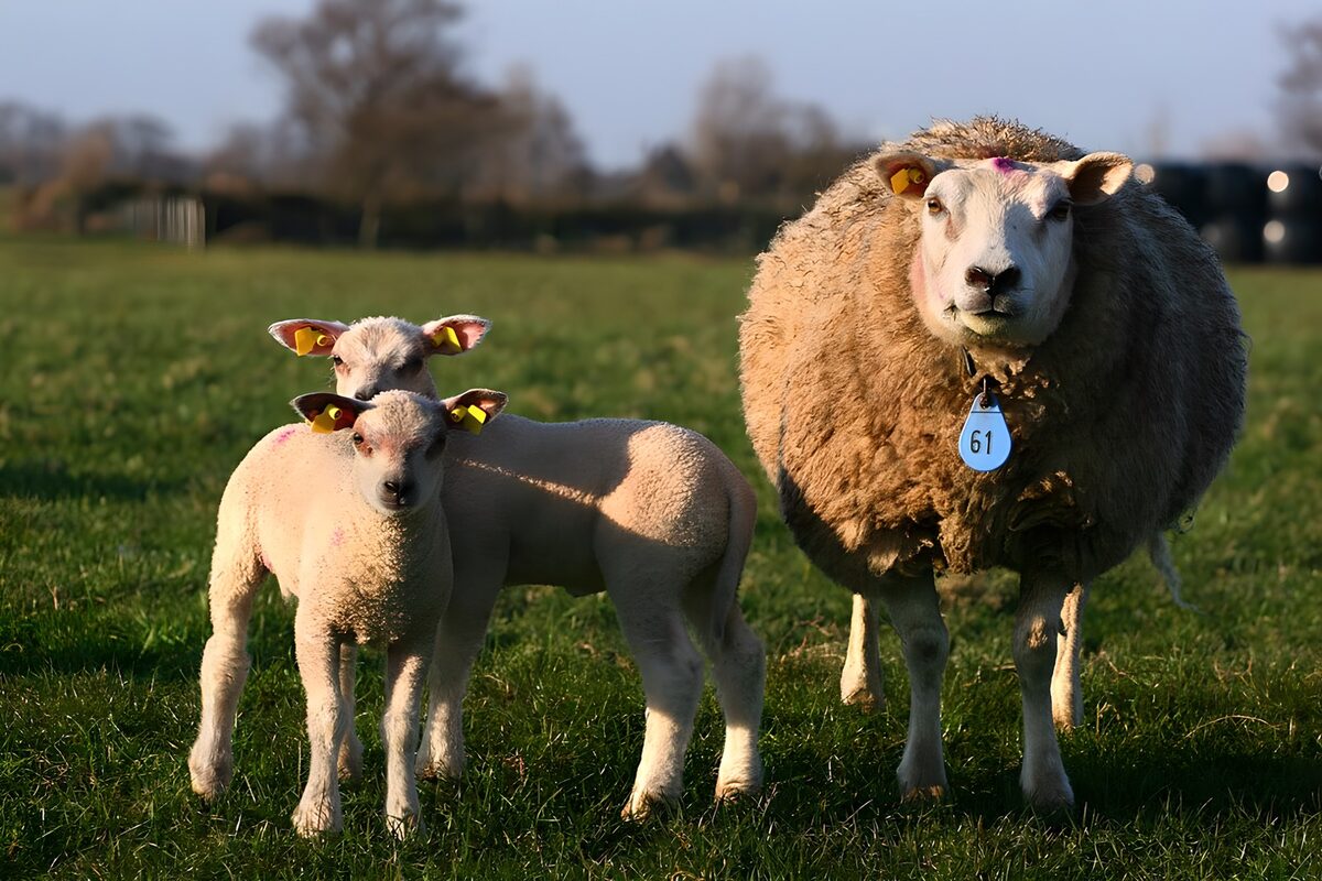 OCUK66163: Mother Sheep and Her Lambs in the Field