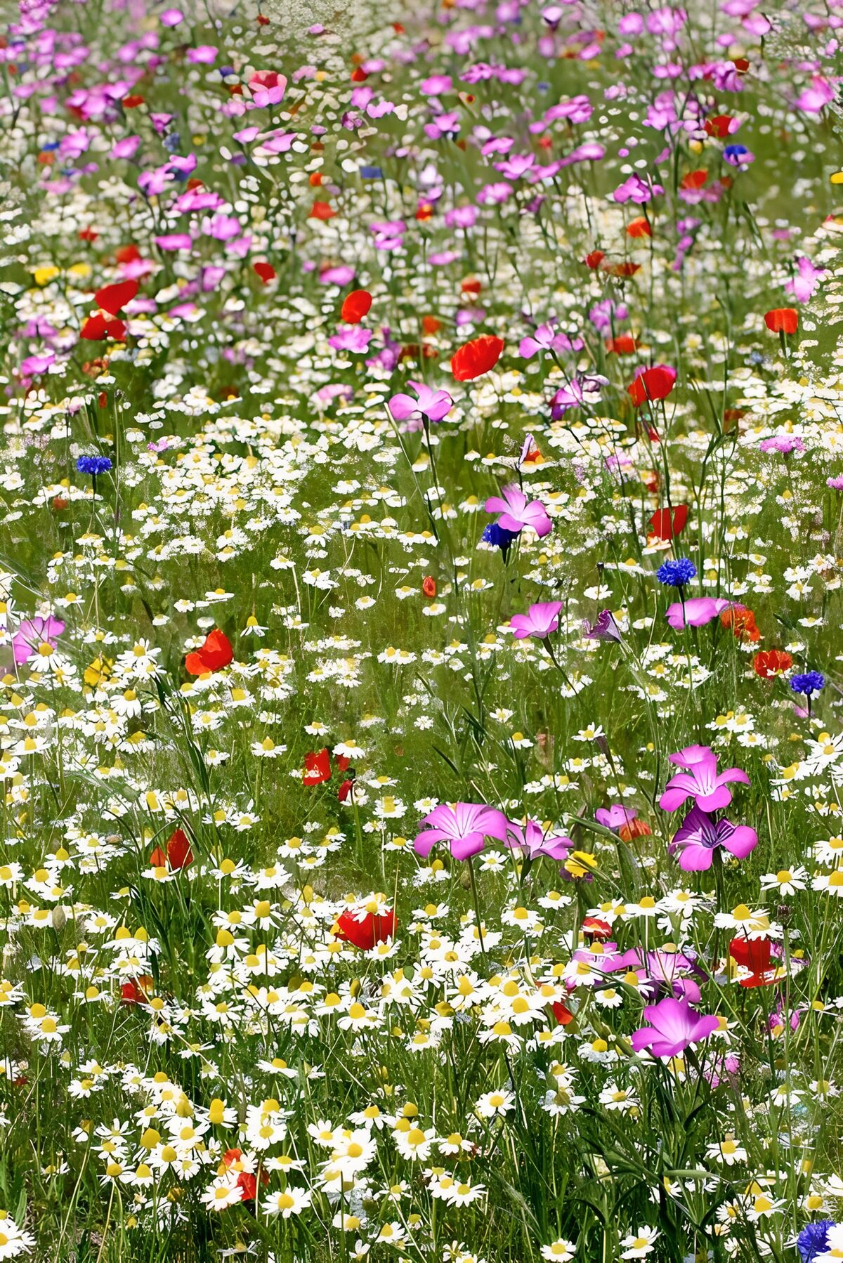 Vibrant Wildflower Meadow in Full Bloom