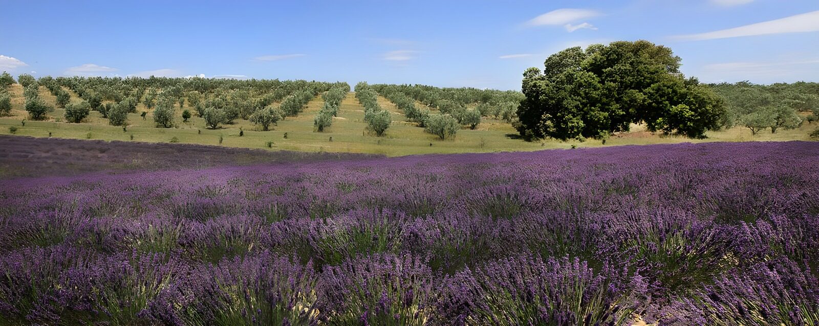 OCUK54718: Lavender Fields Under Blue Skies