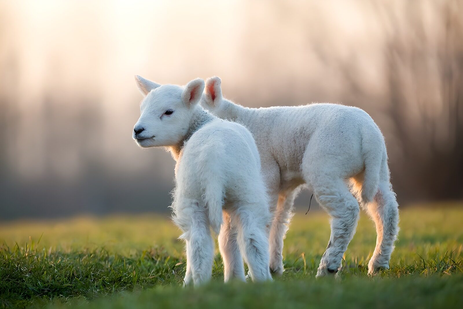 OCUK19458: Playful Lambs in Soft Light