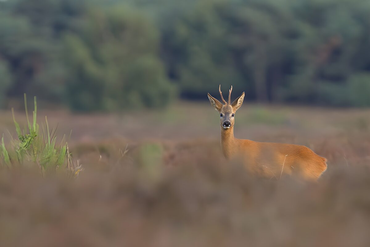 OCUK85542: Graceful Roe Deer in Nature
