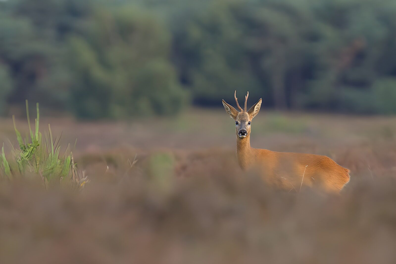 OCUK85542: Graceful Roe Deer in Nature