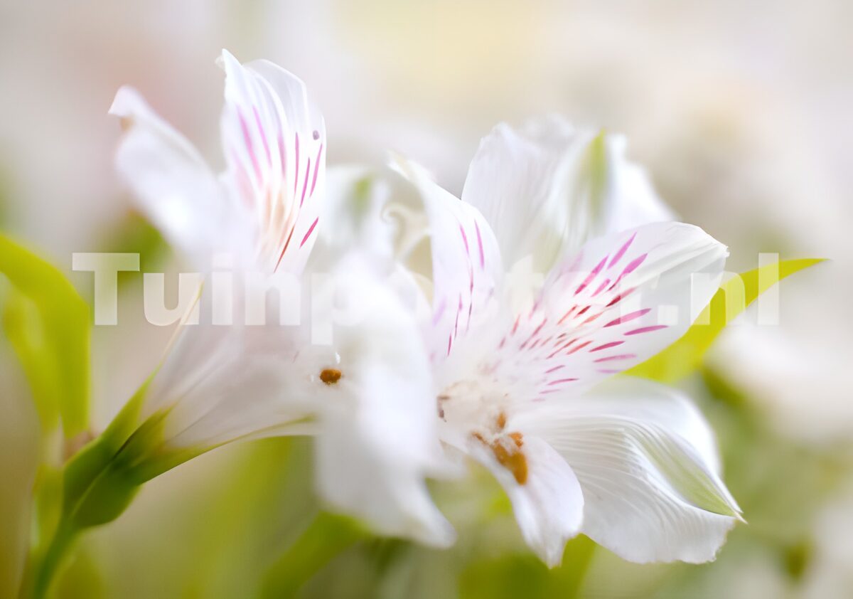 Flower photo 27