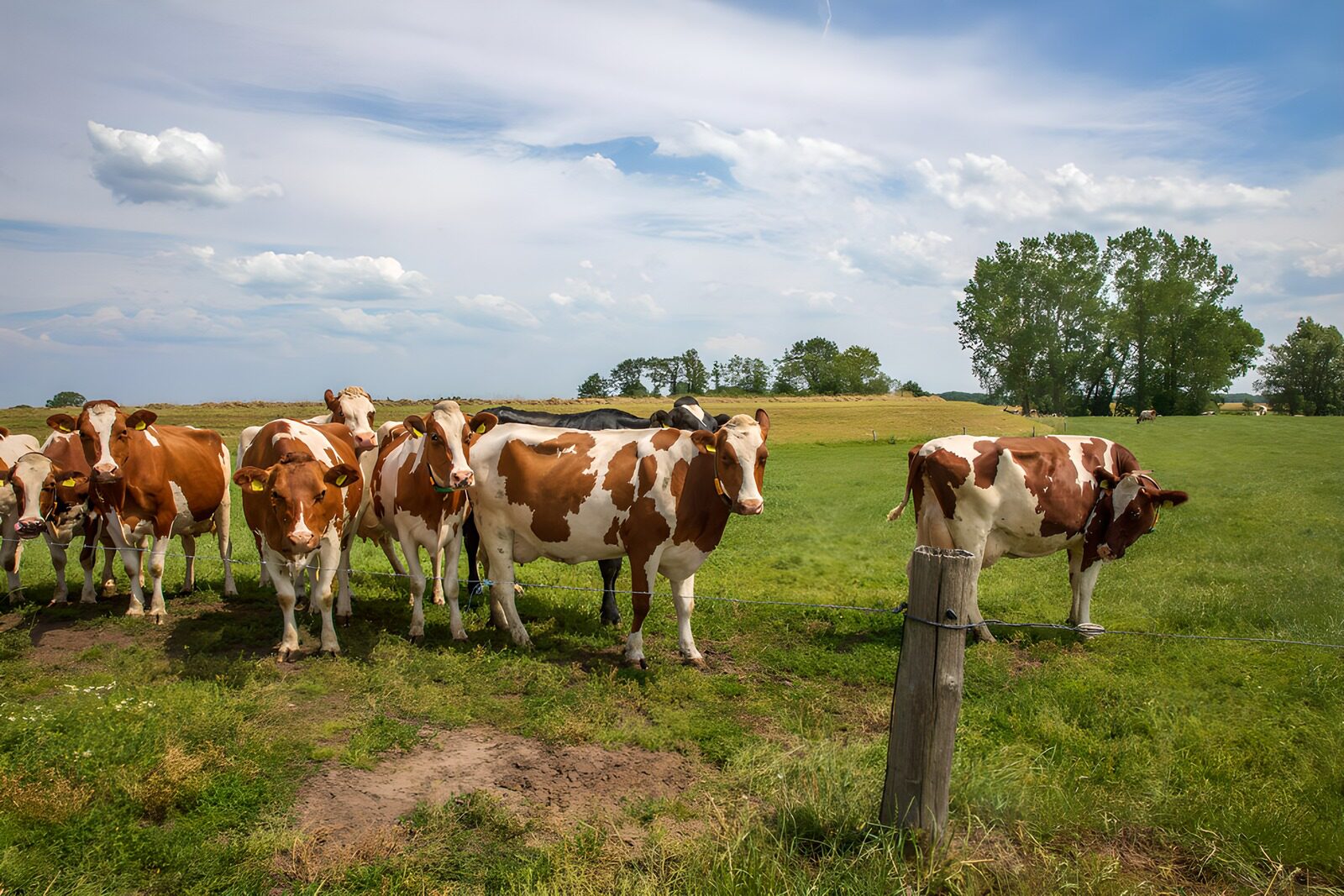 OCUK89524: Cows Grazing in a Sunny Pasture