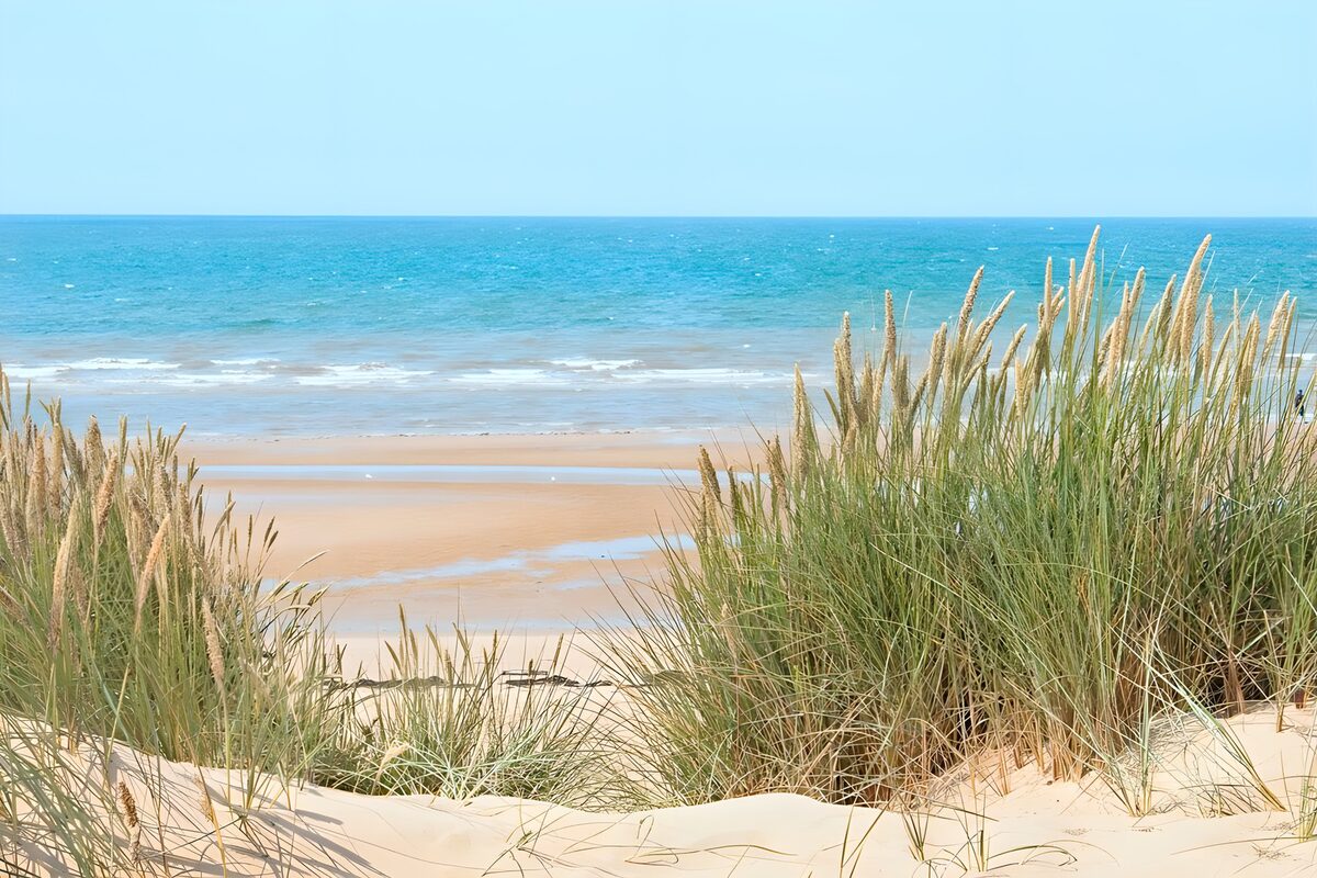 OCUK95278: Tranquil Beach with Coastal Grasses