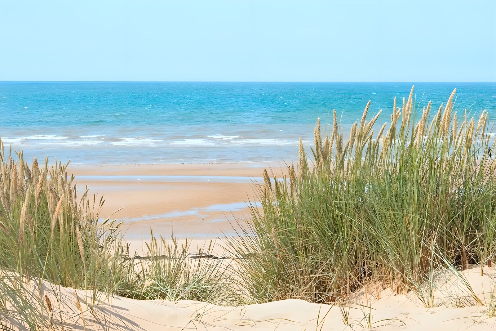 OCUK95278: Tranquil Beach with Coastal Grasses