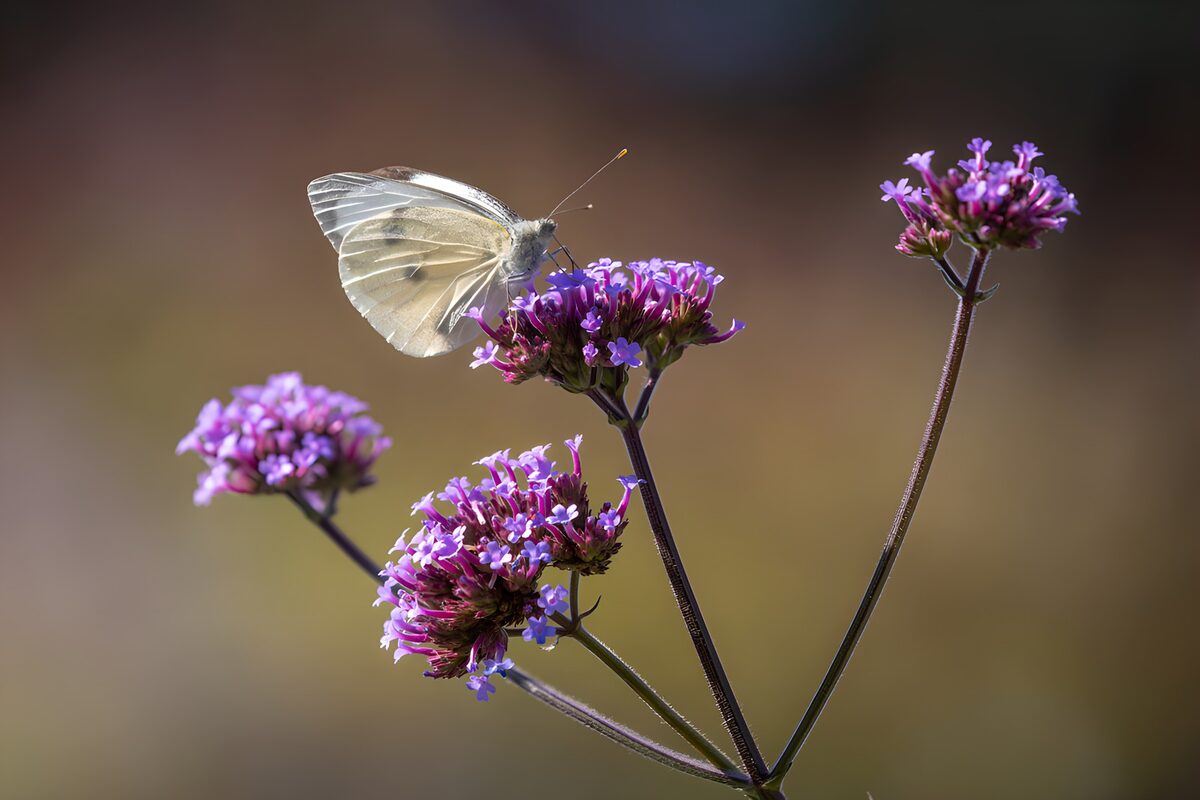Butterfly on Vibrant Flowers