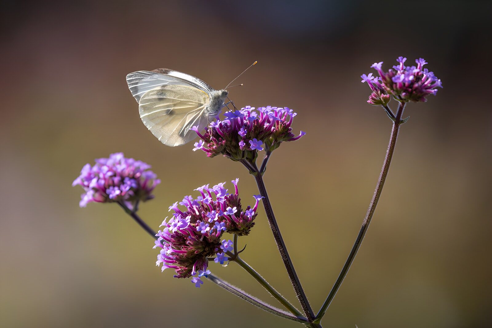 OCUK56406: Butterfly on Vibrant Flowers