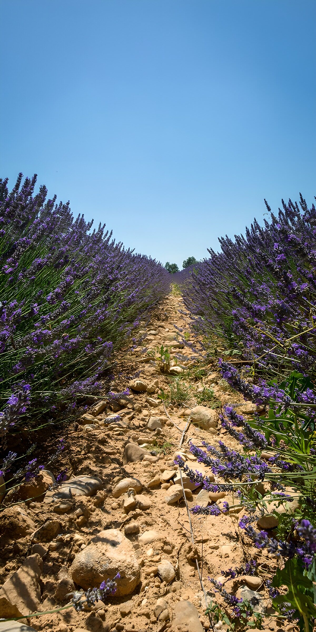 OCUK64939: Lavender Fields Under a Clear Sky