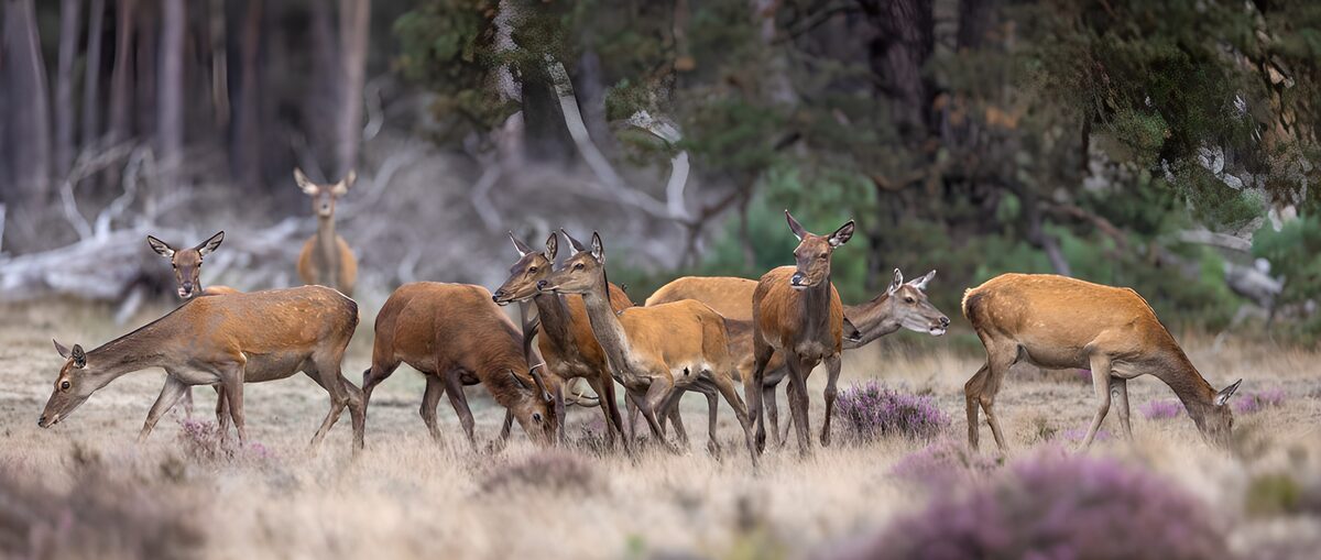 OCUK78455: Herd of Deer in Serene Wilderness
