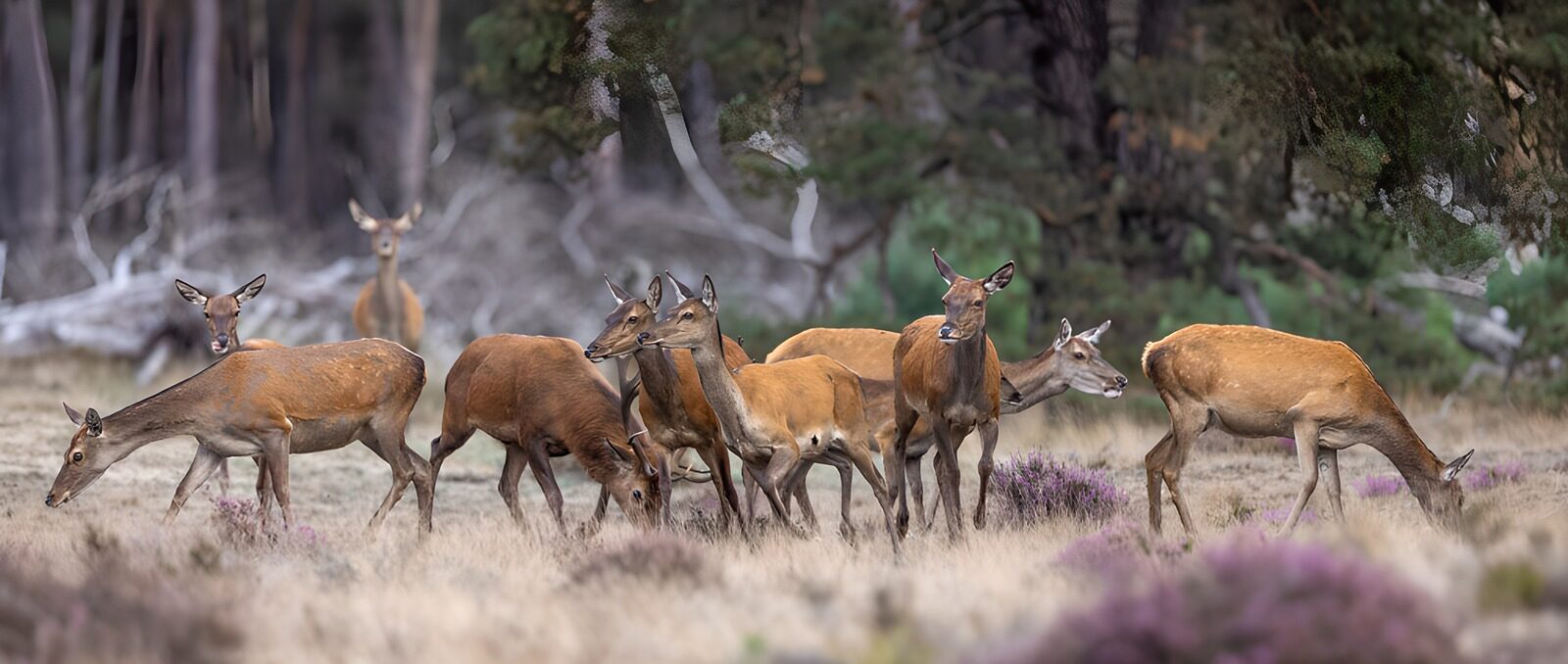 OCUK78455: Herd of Deer in Serene Wilderness
