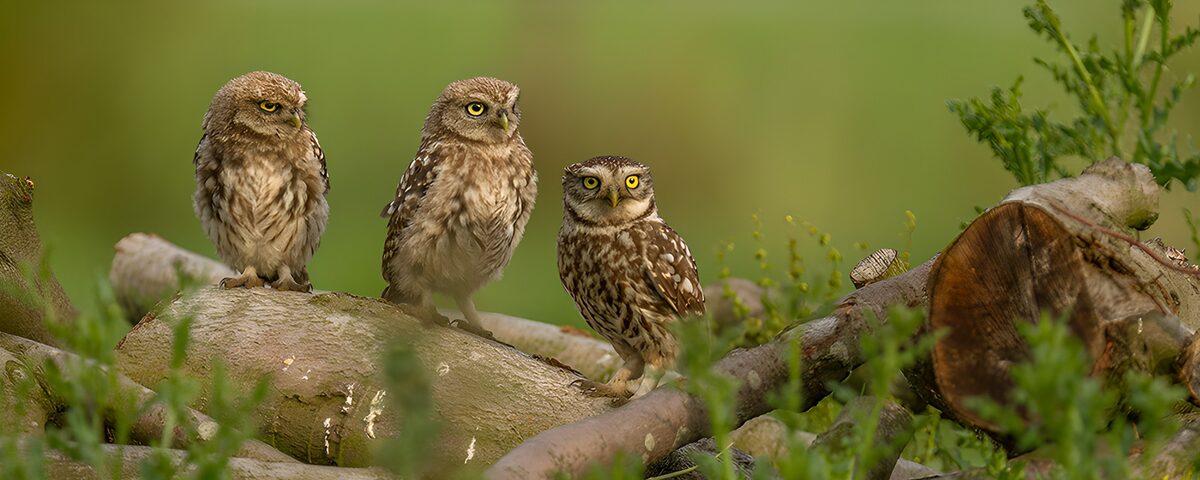 Trio of Wise Owls