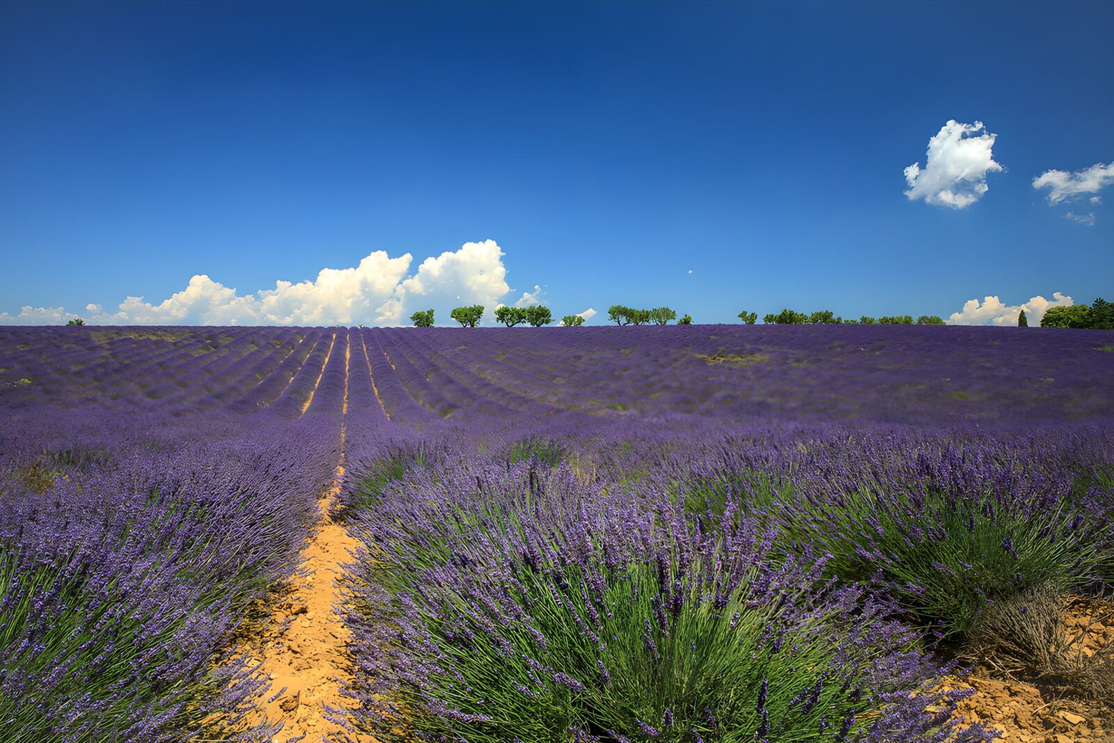 OCUK29964: Lavender Fields Under Blue Sky