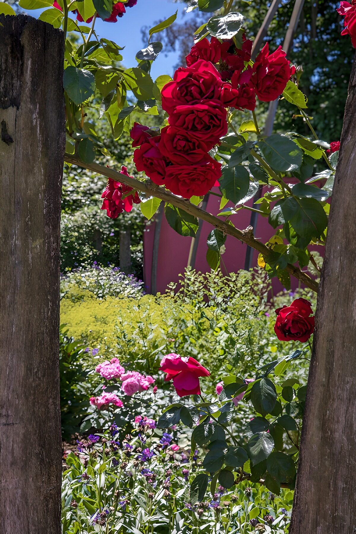 Framed Beauty of Red Roses