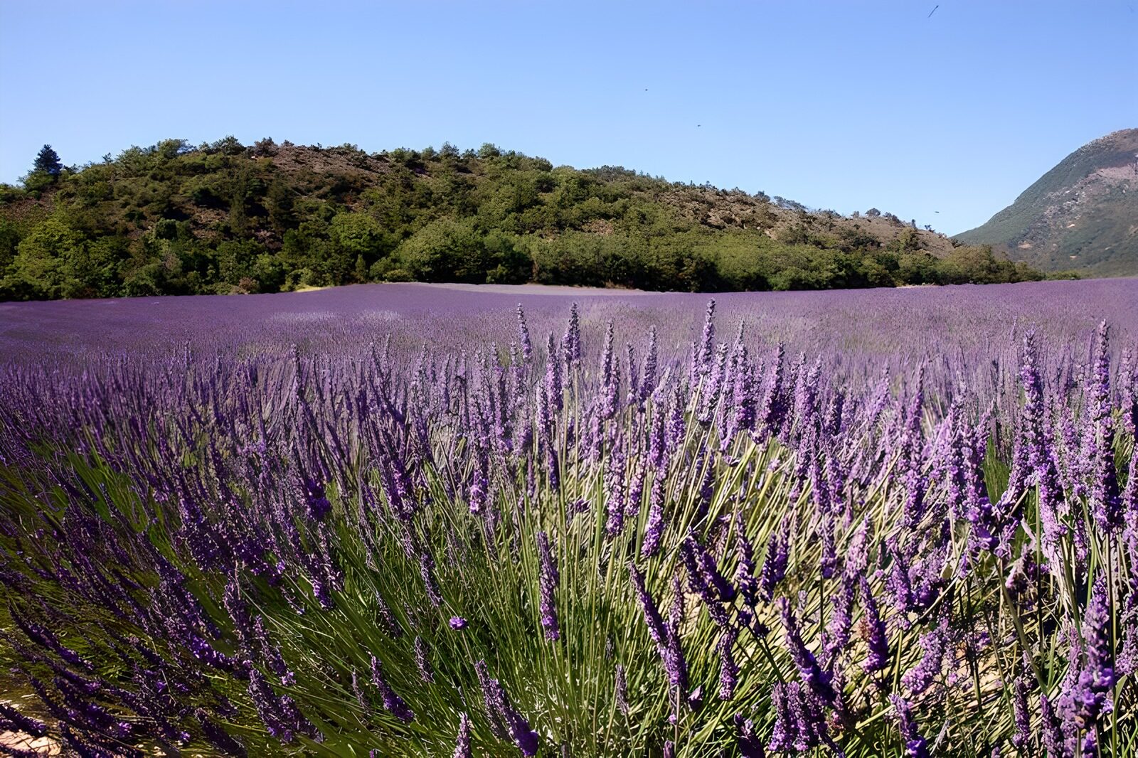 OCUK71163: Lavender field with hill and blue sky
