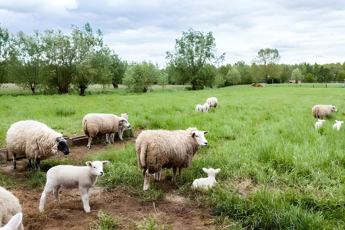 OCUK84200: Peaceful Sheep Grazing in Green Pasture