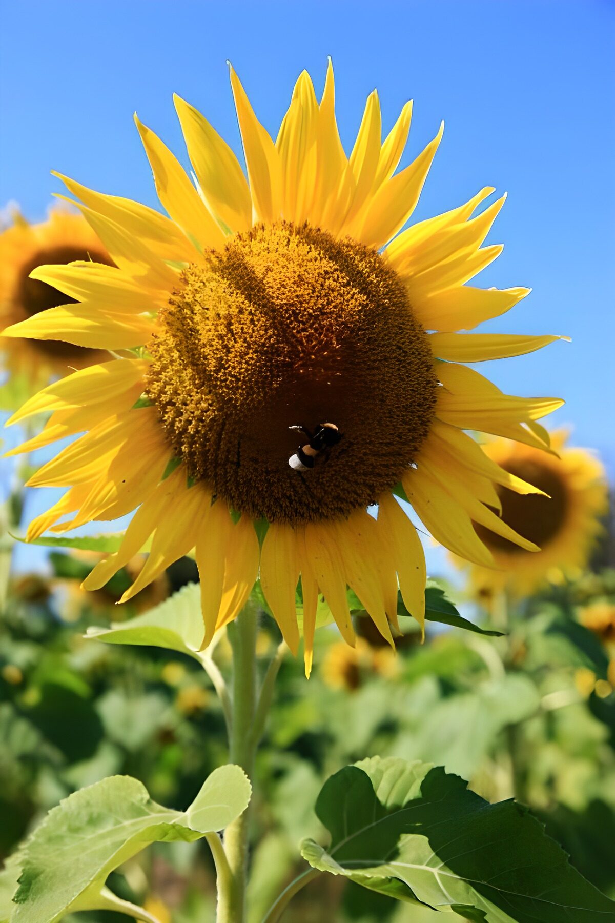 OCUK95770: Sunflower Delight in the Meadow