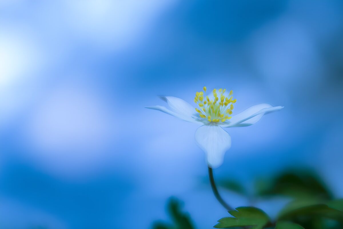 OCUK83636: Delicate White Flower in Soft Blue Light
