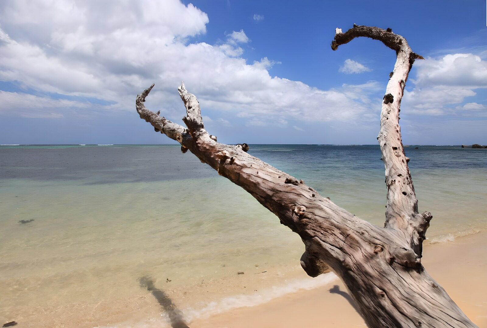 OCUK94282: Weathered Driftwood by the Seashore