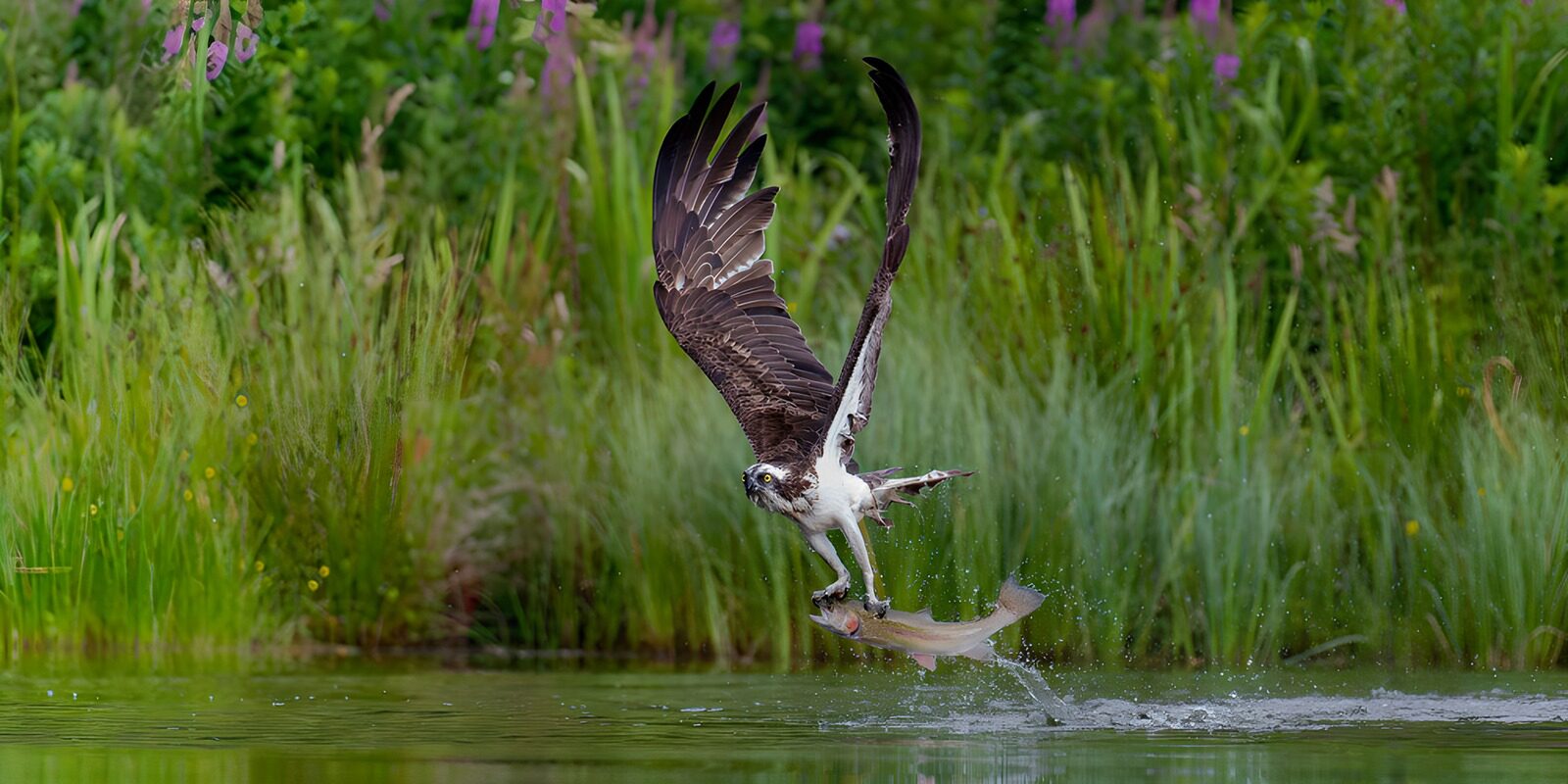 OCUK43268: Osprey's Catch: Nature's Precision