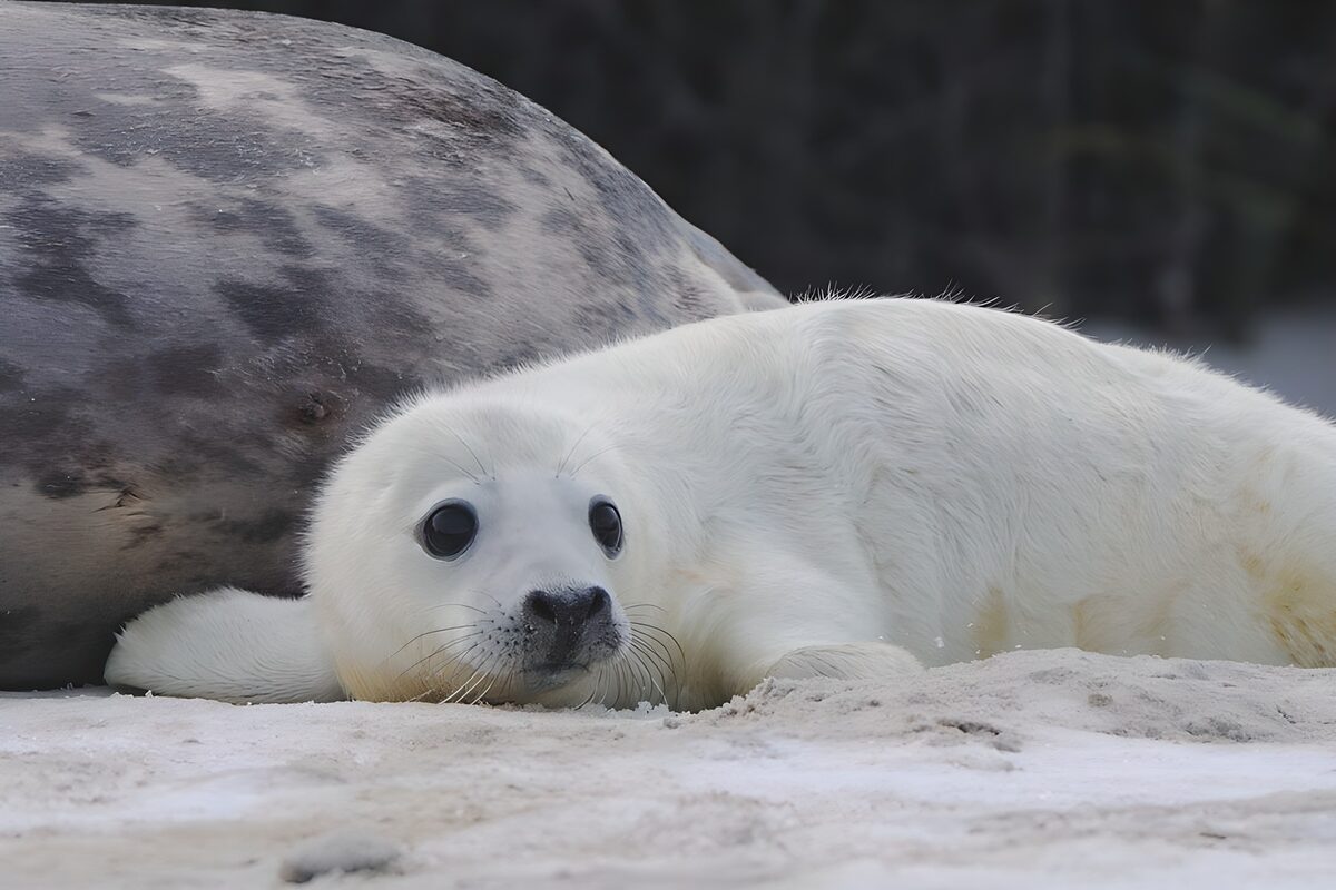 Adorable Baby Seal Resting on the Shore