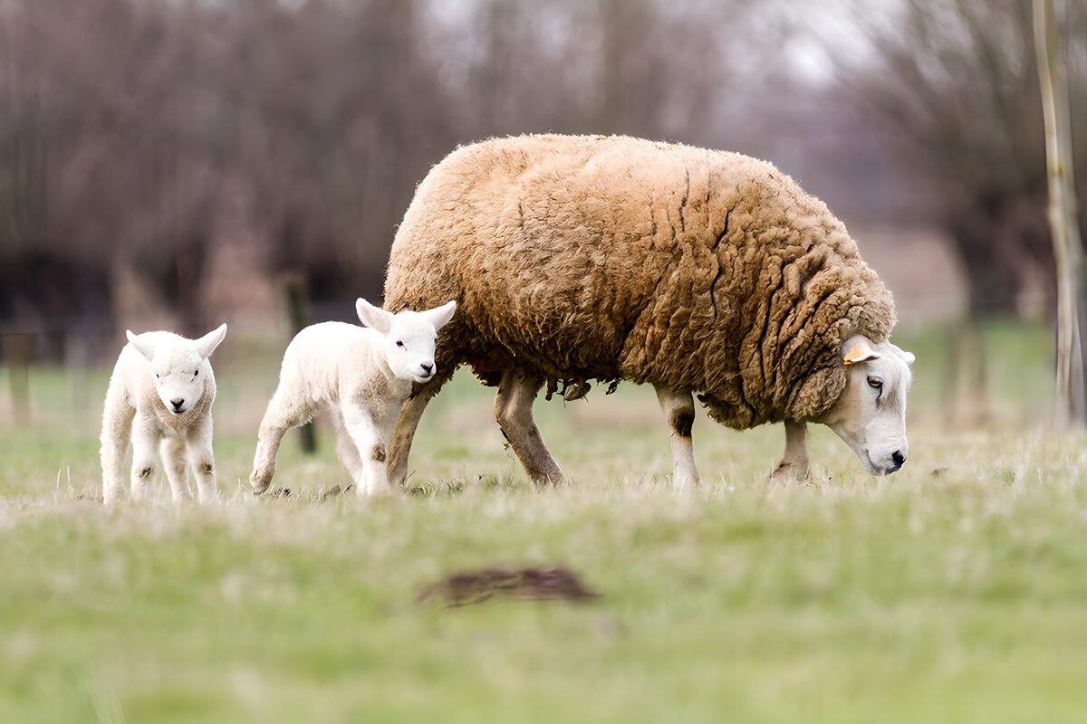 OCUK50665: Mother Sheep and Playful Lambs