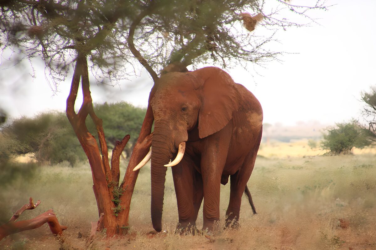 Majestic Elephant Beneath a Tree