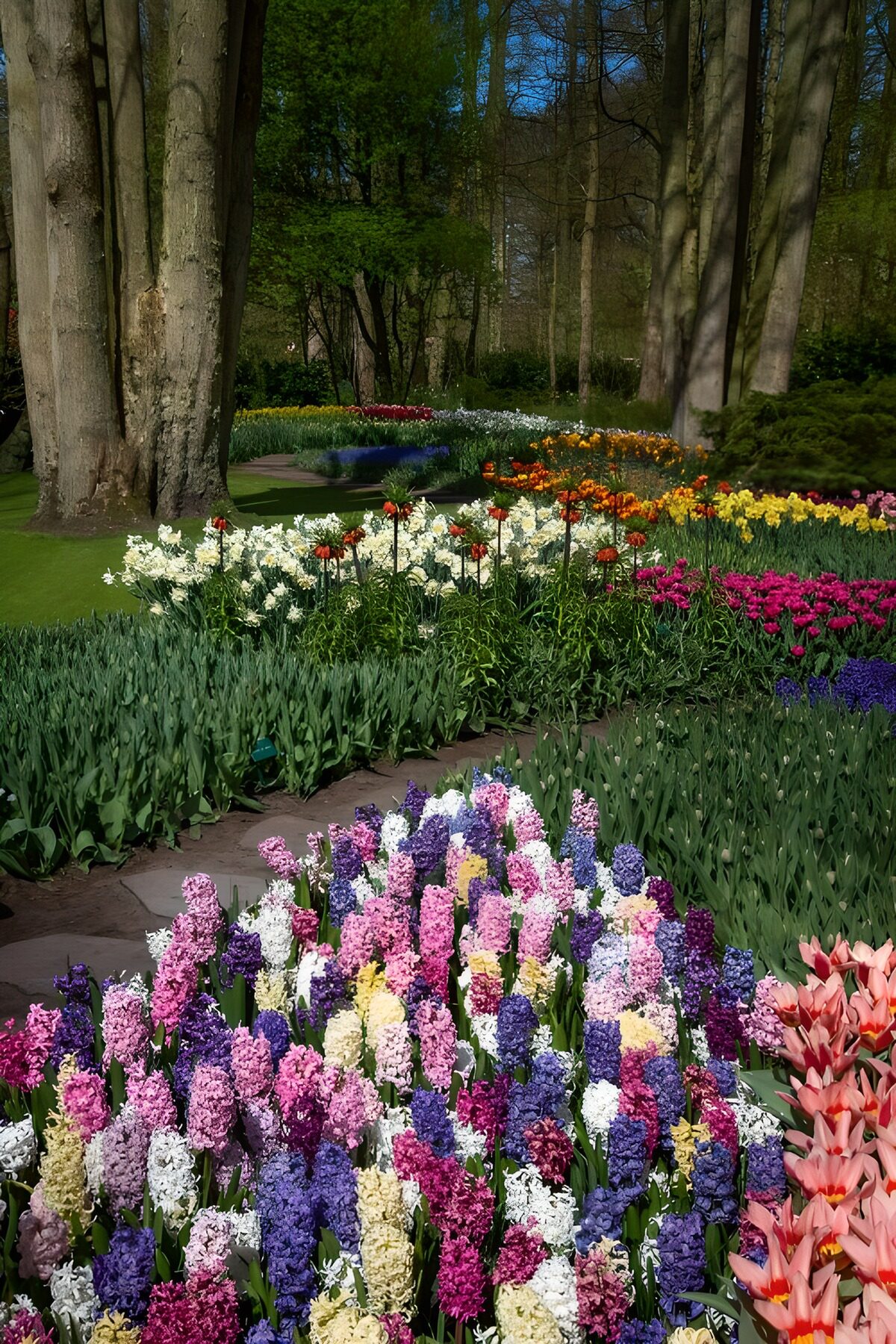 OCUK91523: Vibrant Flower Garden in Spring