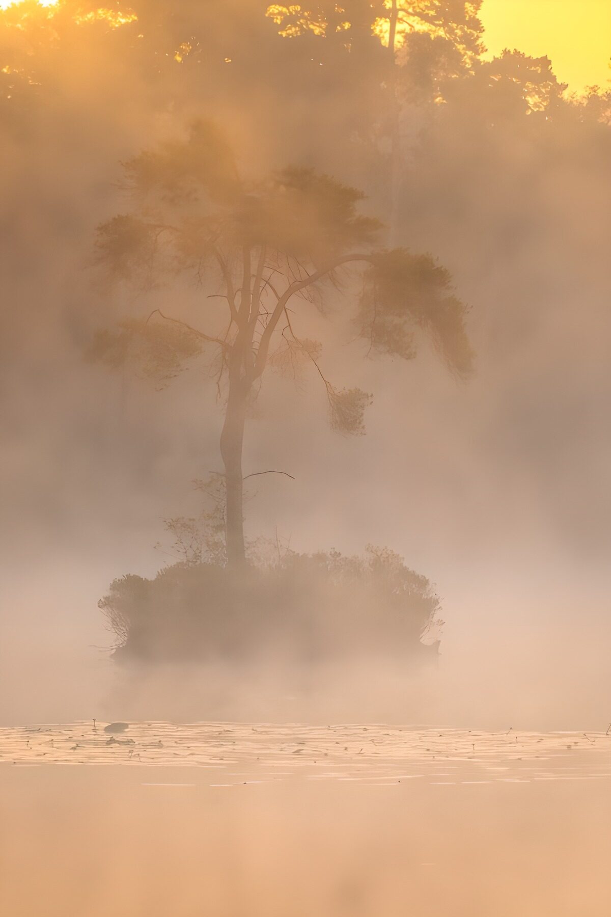 OCUK14271: Misty Morning Serenity