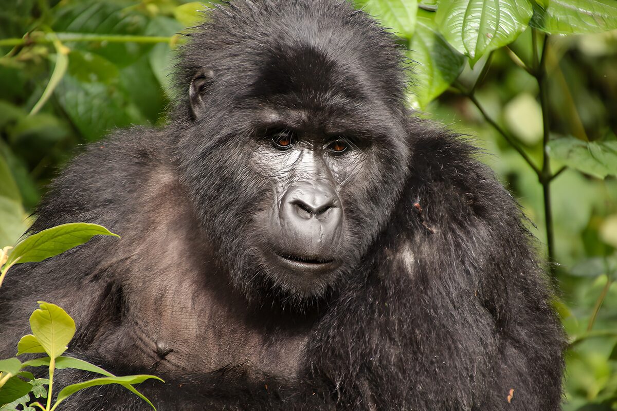 OCUK71704: Majestic Mountain Gorilla in Nature