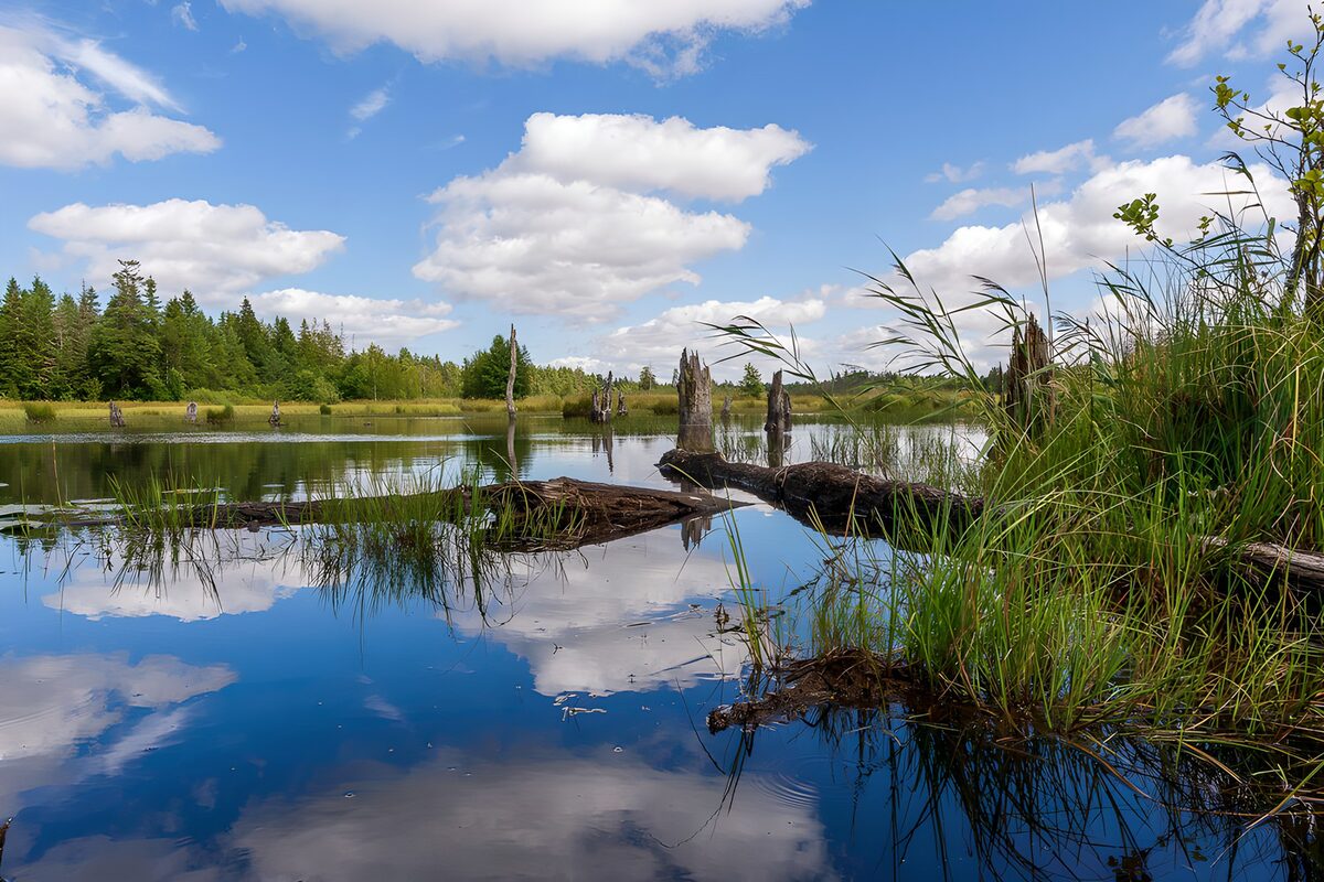 OCUK32207: Serenity of the Wetlands