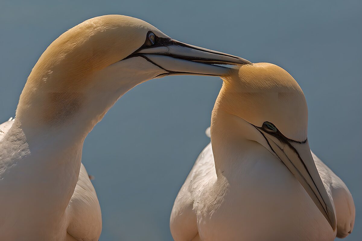 OCUK57429: Elegant Gannets in a Tender Moment