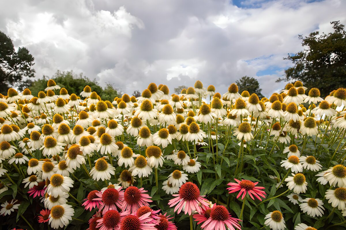 OCUK64445: Vibrant Coneflower Delight