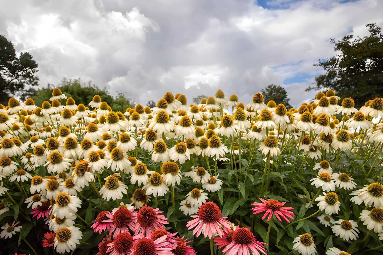 OCUK64445: Vibrant Coneflower Delight