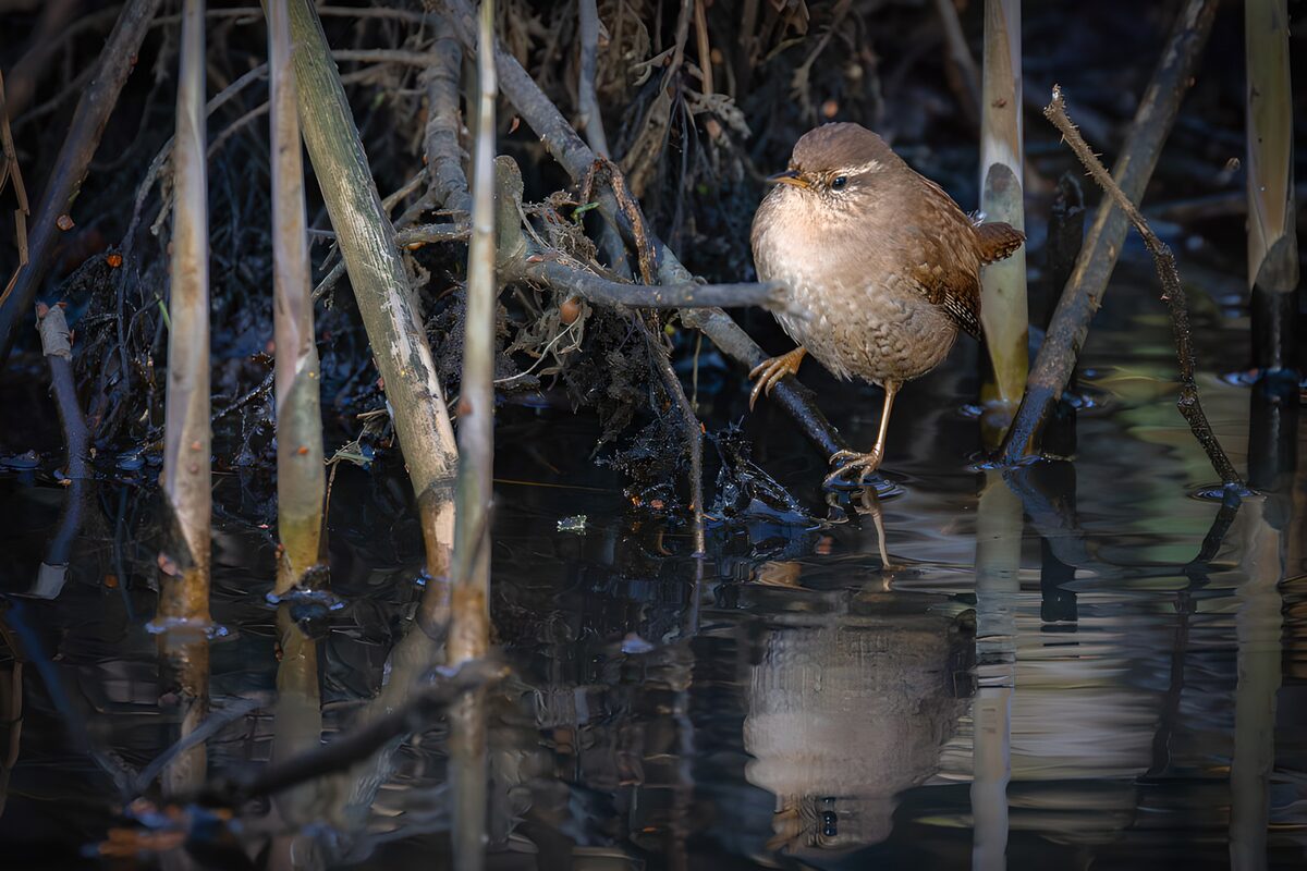 OCUK35853: Marsh Wren by the Water's Edge
