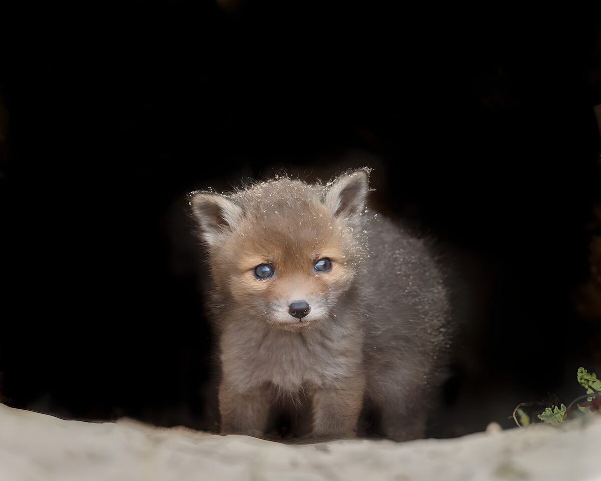 OCUK76620: Curious Little Fox Cub in the Shadows
