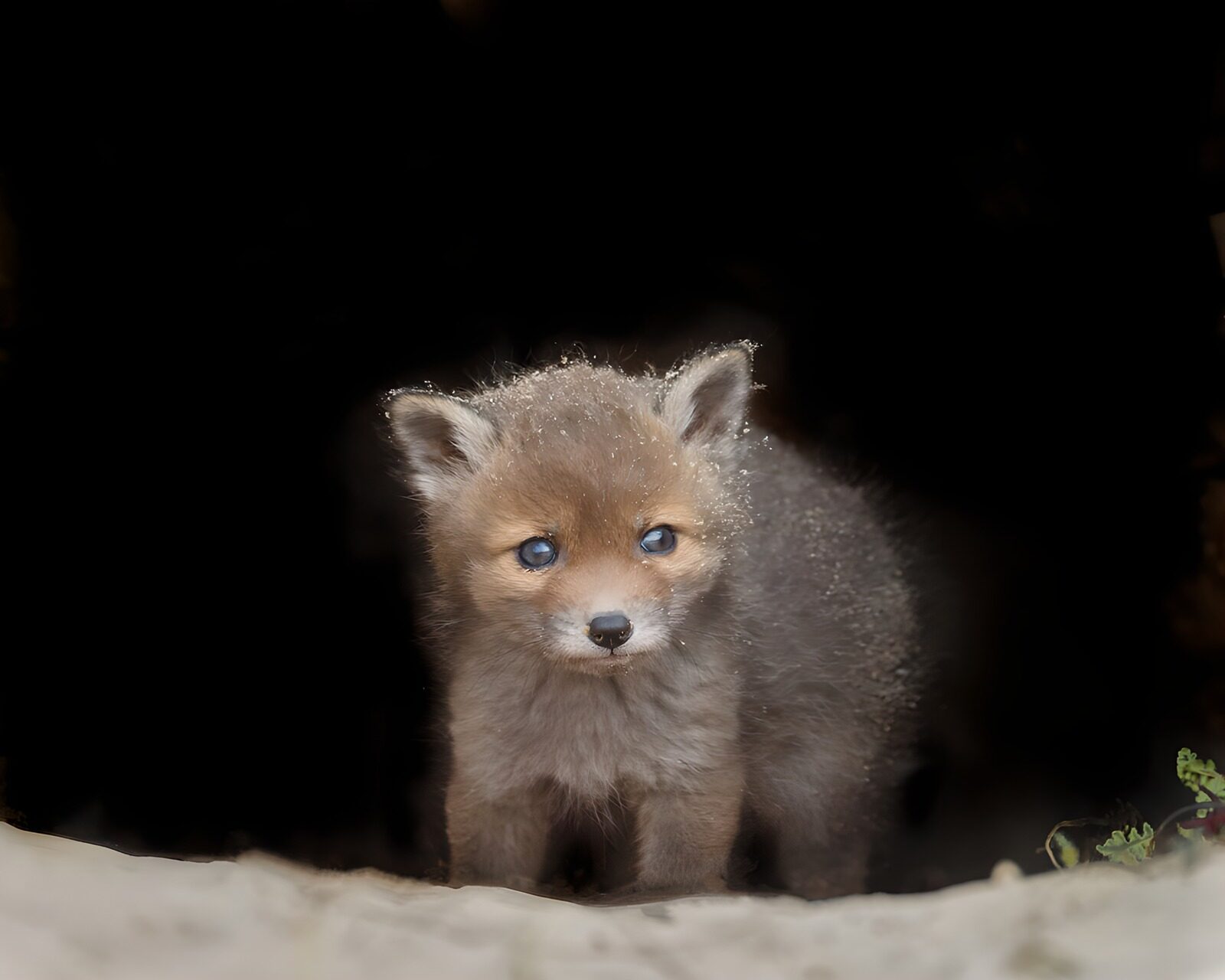 OCUK76620: Curious Little Fox Cub in the Shadows
