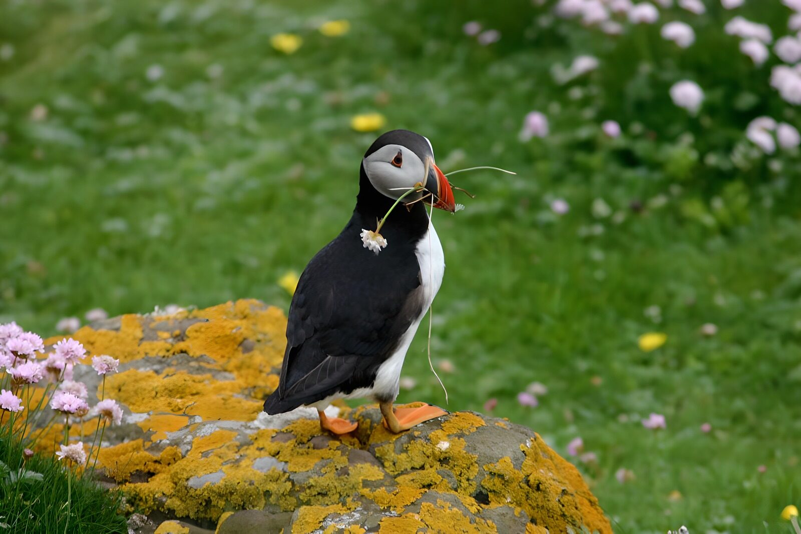 OCUK97667: Puffin on rock. Grass in beak