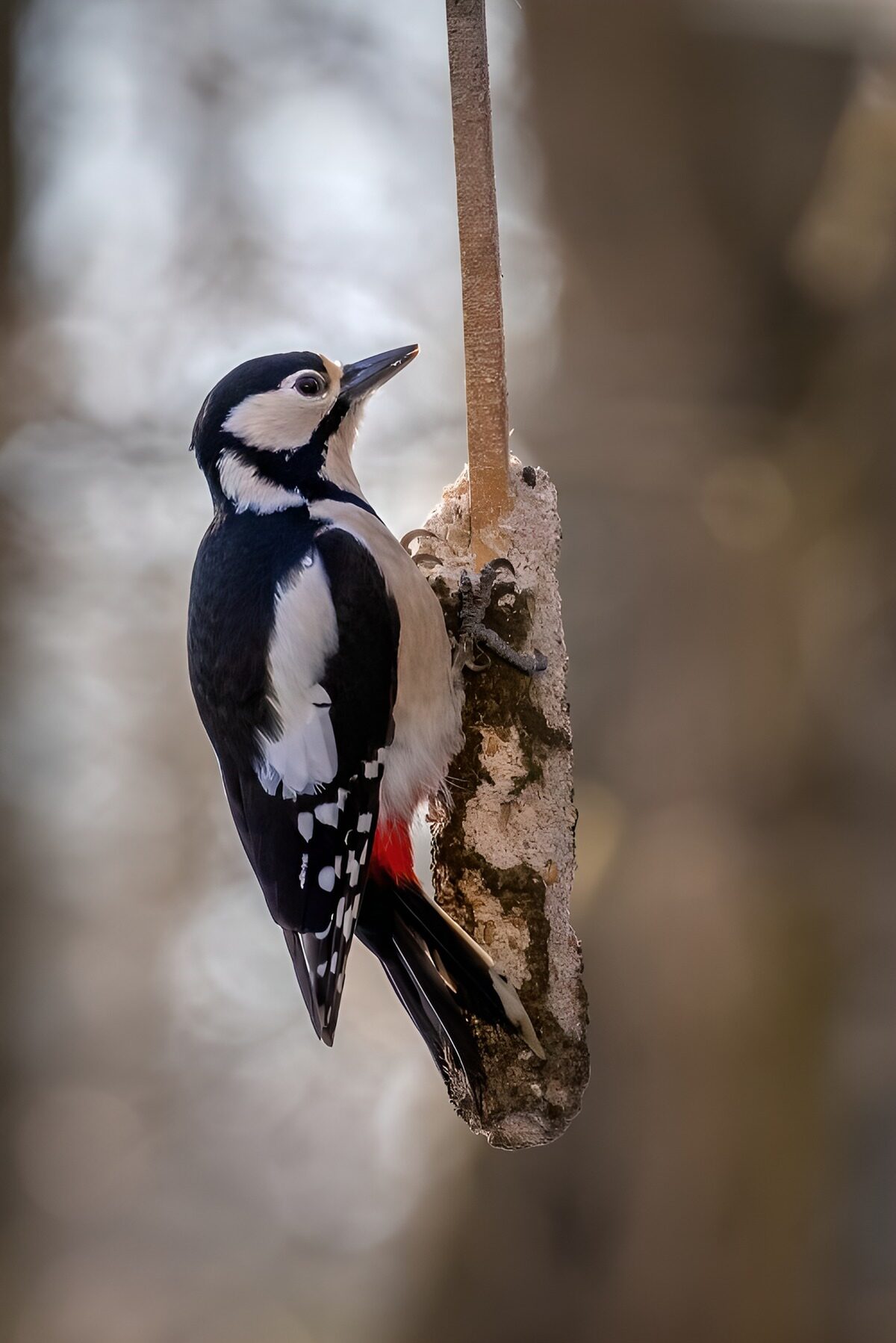 OCUK88410: Striking Woodpecker on a Tree