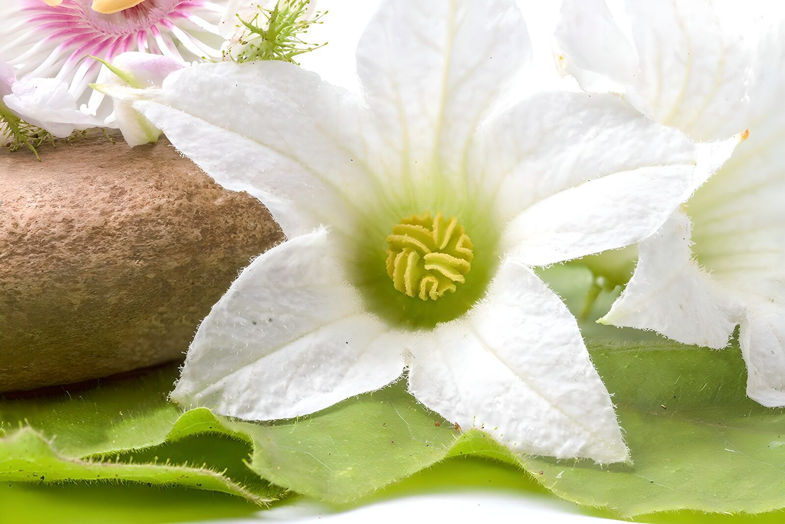 OCUK49578: Delicate White Blossom with Stone
