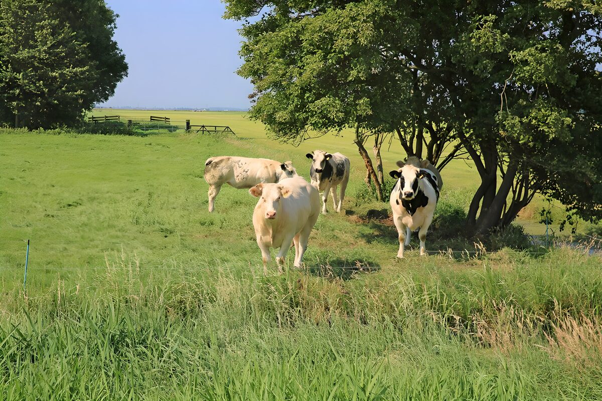 OCUK62700: Herd of cows in the meadow near a tree