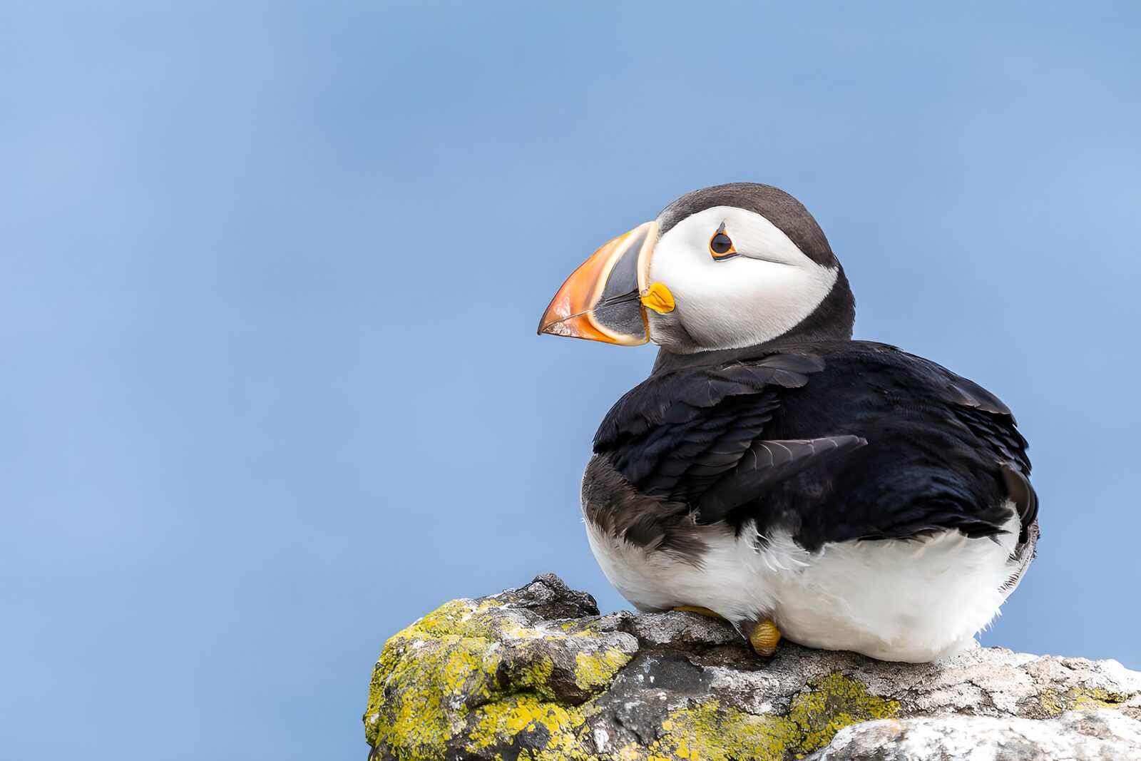 OCUK60142: Elegant Puffin on a Rocky Perch