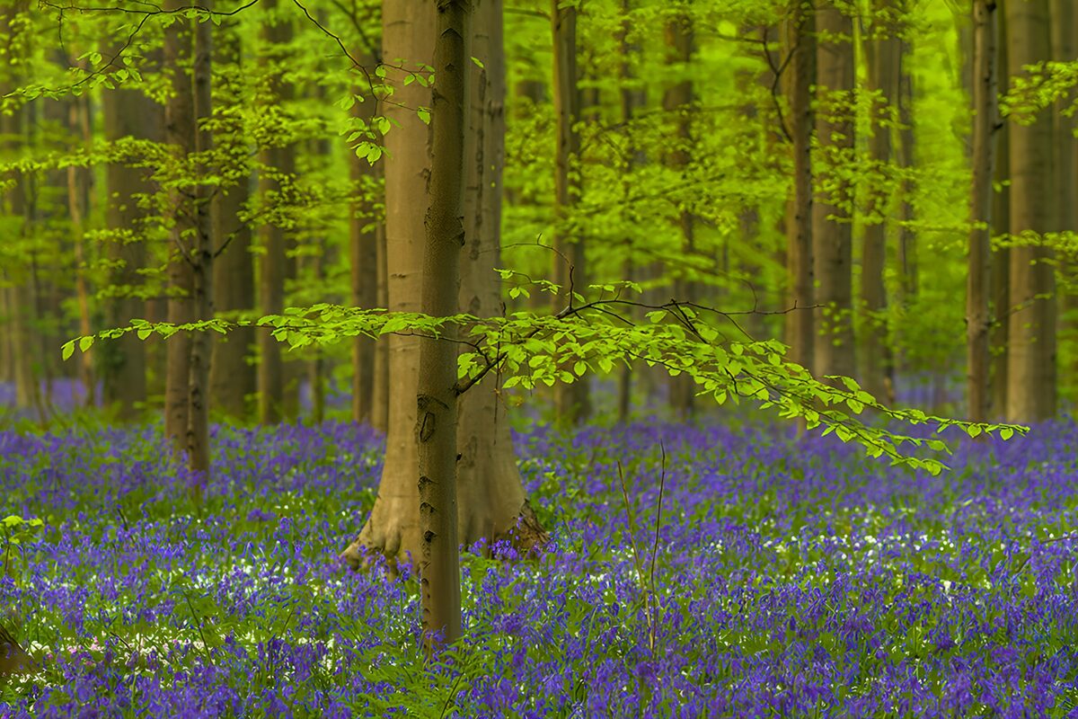 OCUK52082: Enchanted Bluebell Forest